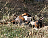 Enlarge photo 16
