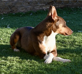 Enlarge photo 7