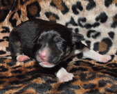 Enlarge photo 25