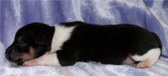 Enlarge photo 92