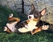 K2'S DOUBLE SHOT DEMON