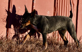 Enlarge photo 21