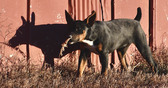 Enlarge photo 22