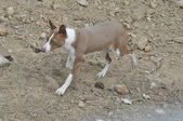 Enlarge photo 34