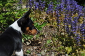 Enlarge photo 61