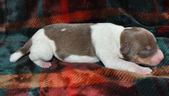 Enlarge photo 28