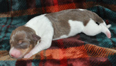 Enlarge photo 30