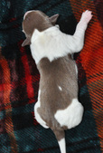 Enlarge photo 29