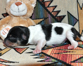 Enlarge photo 39