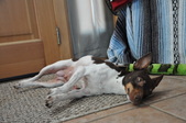 Enlarge photo 9