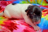 RORY BUDDY PUPPIES - DOB : 06.25.25