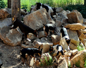 Enlarge photo 102