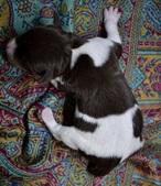 Enlarge photo 42