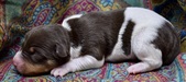 Enlarge photo 43
