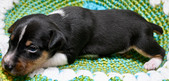 Enlarge photo 41