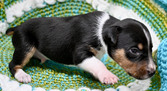 Enlarge photo 38