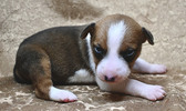 Enlarge photo 45