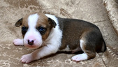 Enlarge photo 47