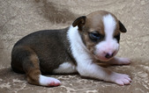 Enlarge photo 46