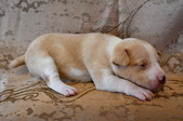 Enlarge photo 38