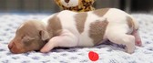 Enlarge photo 26