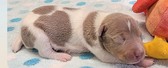 Enlarge photo 31
