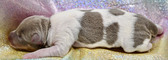 Enlarge photo 39