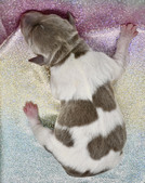 Enlarge photo 38