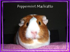 2005 New Piggie Photos