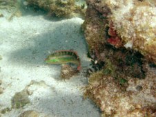 Enlarge photo 14