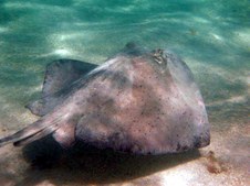 2006 Antigua Underwater