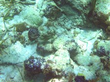 2006 Aquamarine Reef Photos