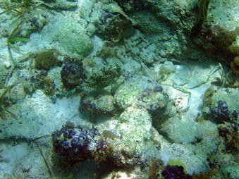 Enlarge photo 20
