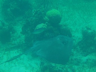 Enlarge photo 33