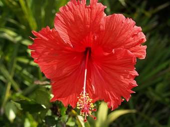 2006 Turks & Caicos Flowers