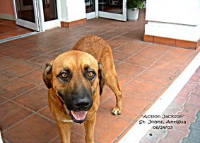 Antigua 2003 - Furrbabies