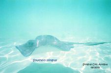 Antigua 2003 - Marine Life