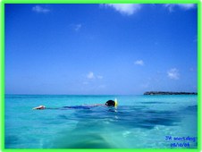 Antigua 2004 - Marine Life
