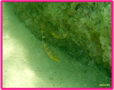 Enlarge photo 35
