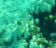 Aquamarine Reef 2005