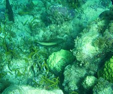 Enlarge photo 34
