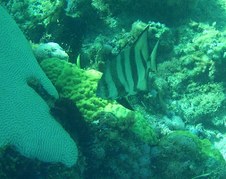 Enlarge photo 41