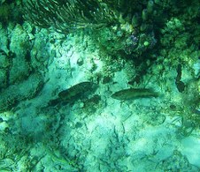 Enlarge photo 39