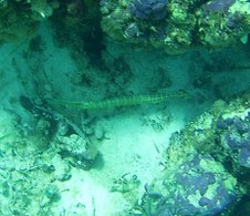 Enlarge photo 2