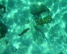 Coral Gardens Reef 2005