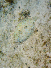 Enlarge photo 34