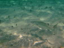 Enlarge photo 27