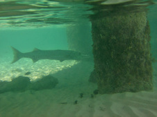 Enlarge photo 28