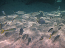 Enlarge photo 25