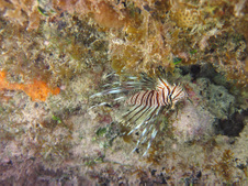 Enlarge photo 33